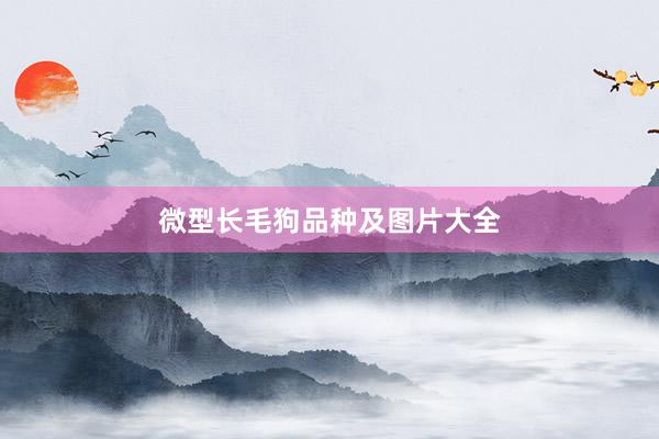 微型长毛狗品种及图片大全